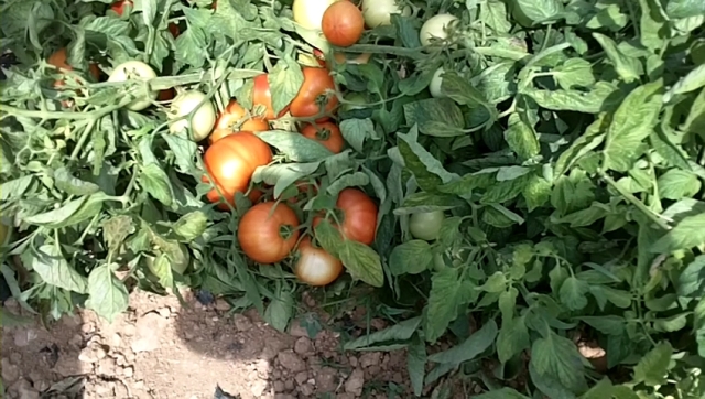Determinate Round tomato 830-132 p2